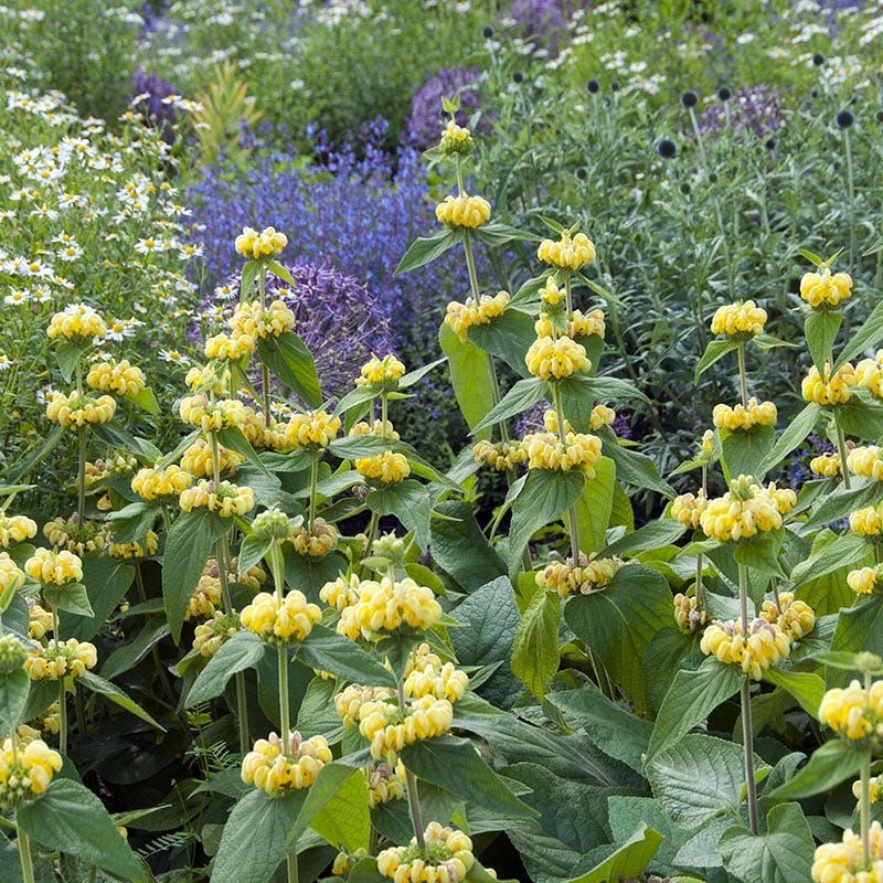 Hardy Jerusalem Sage (Phlomis) - Image 2