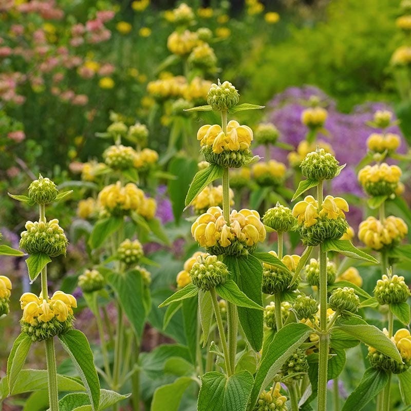 Hardy Jerusalem Sage (Phlomis) - Image 3