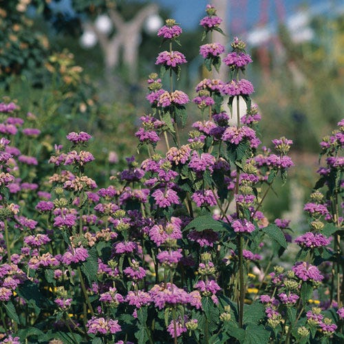 Kashmir False Sage (Phlomis) - Image 3
