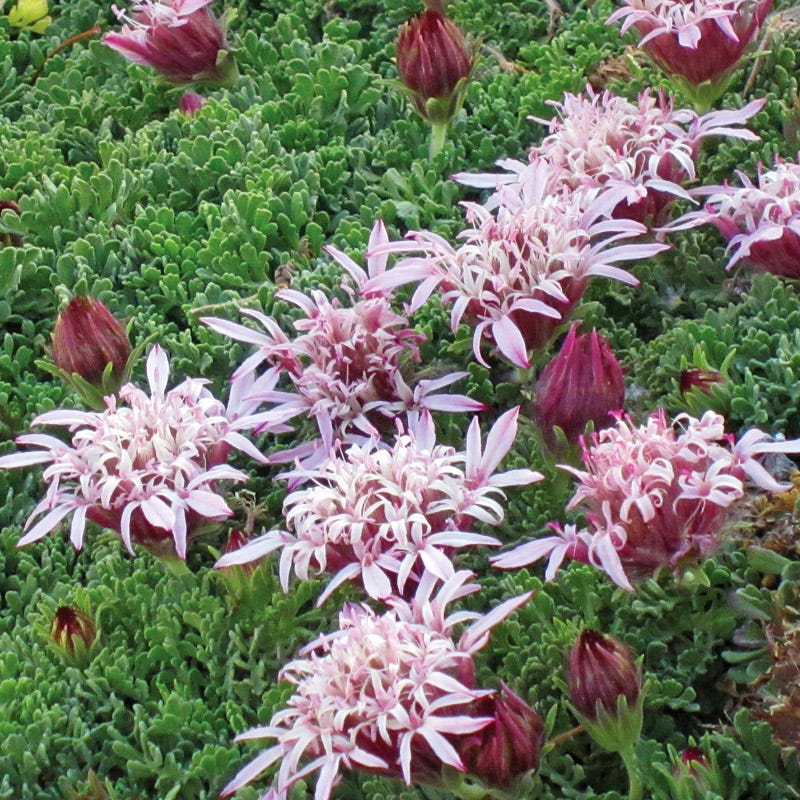 Carpeting Pincushion Flower (Pterocephalus)