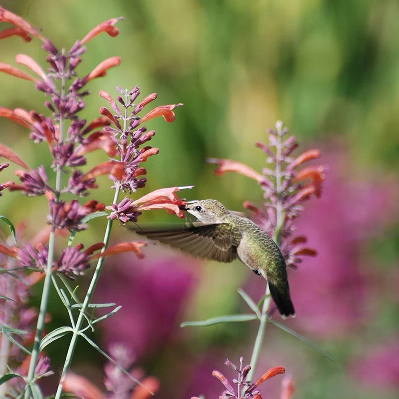 Habitat Hero Birdwatcher Pre-Planned Garden - Image 6