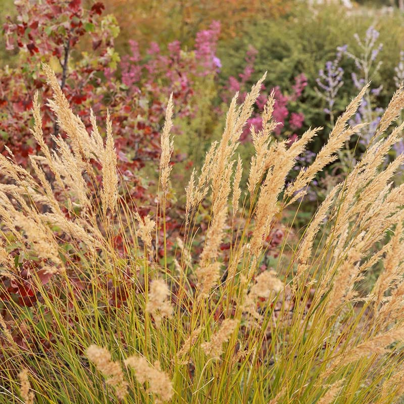 UNDAUNTED® Alpine Plume Grass - Image 2