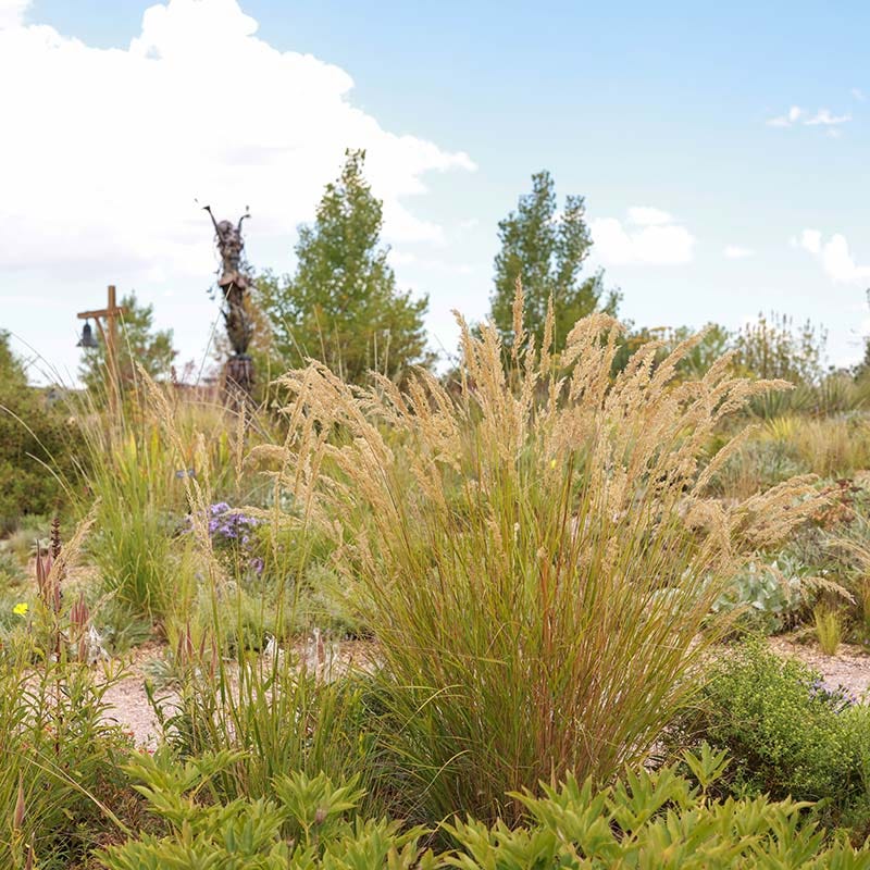 UNDAUNTED® Alpine Plume Grass - Image 4
