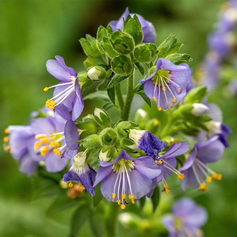 Heavenly Habit Jacob's Ladder - Image 3