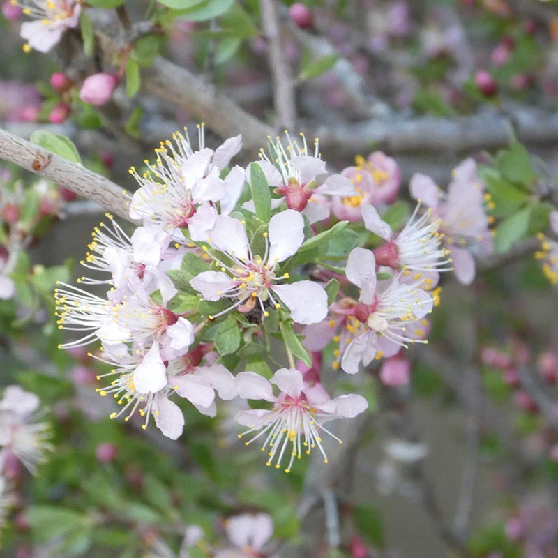 Desert Peach (Prunus) - Image 3