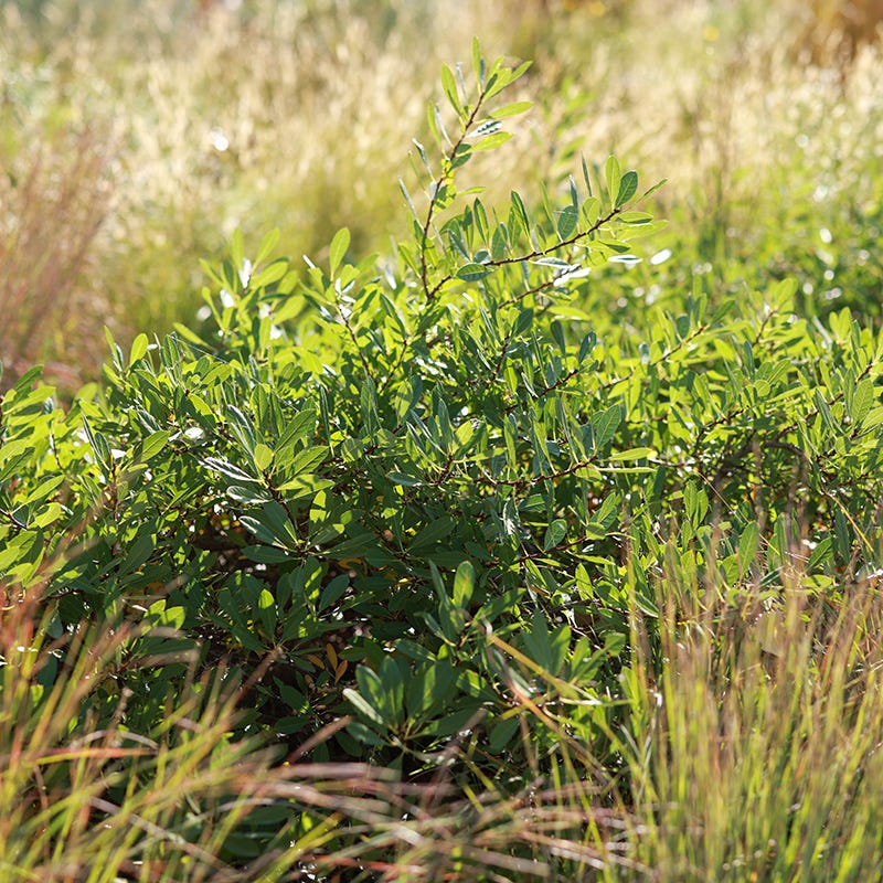 Pawnee Buttes® Sand Cherry (Prunus) - Image 2
