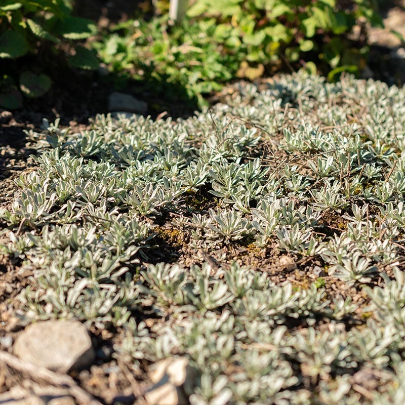 Pink Pussytoes (Antennaria) - Image 4