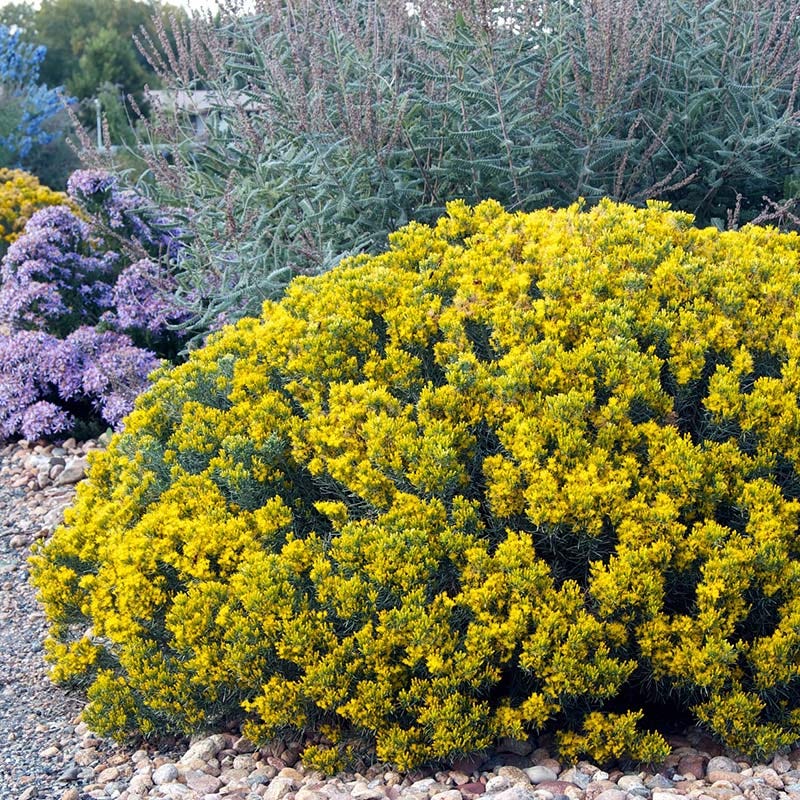 Baby Blue Rabbitbrush (Ericameria) - Image 5