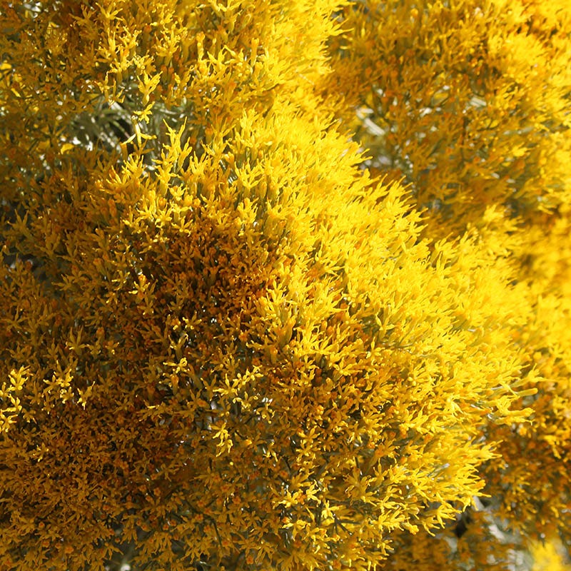 La Plata Silver Leaf Rabbitbrush (Chrysothamnus) - Image 2