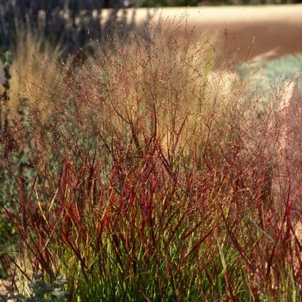 Rain Garden Pre-Planned Garden - Image 6