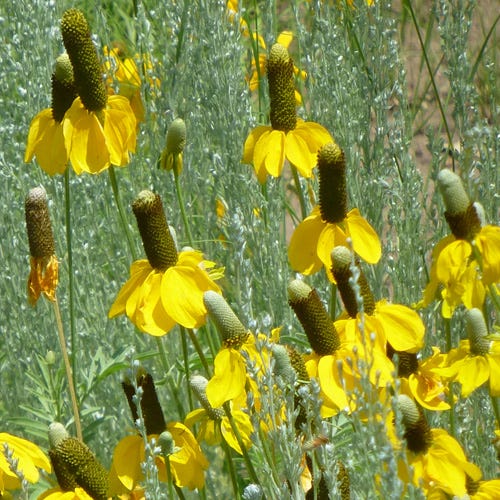 Yellow Prairie Coneflower - Image 2