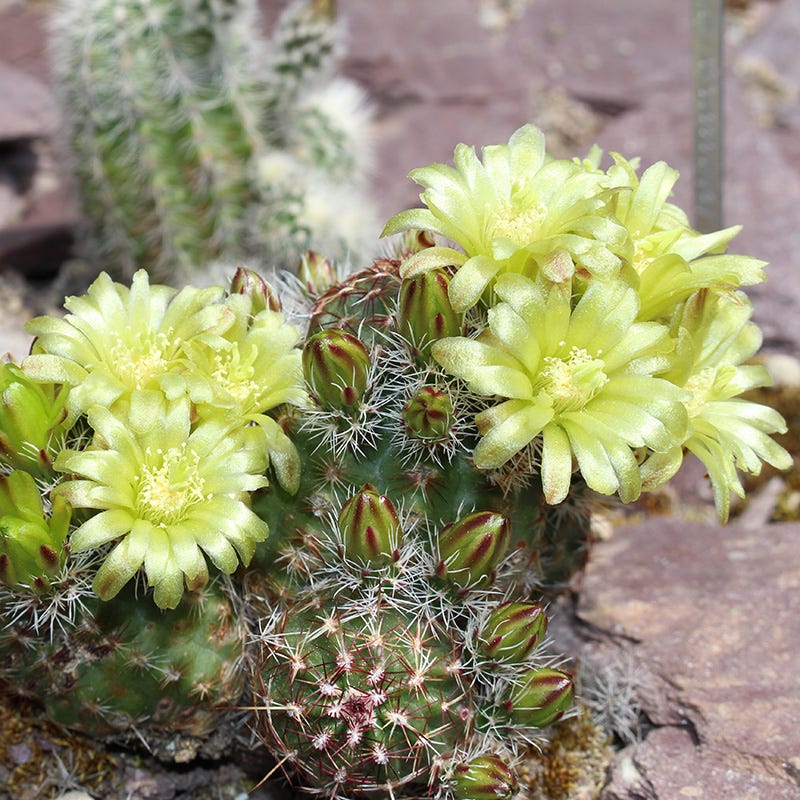 Cold Hardy Native Cacti Collection - Image 4