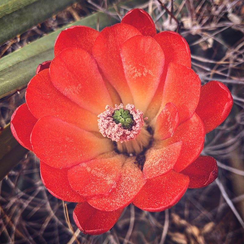 Cold Hardy Native Cacti Collection - Image 6
