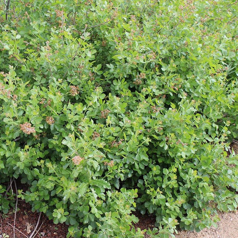 Gro-Low Sumac (Rhus) - Image 4
