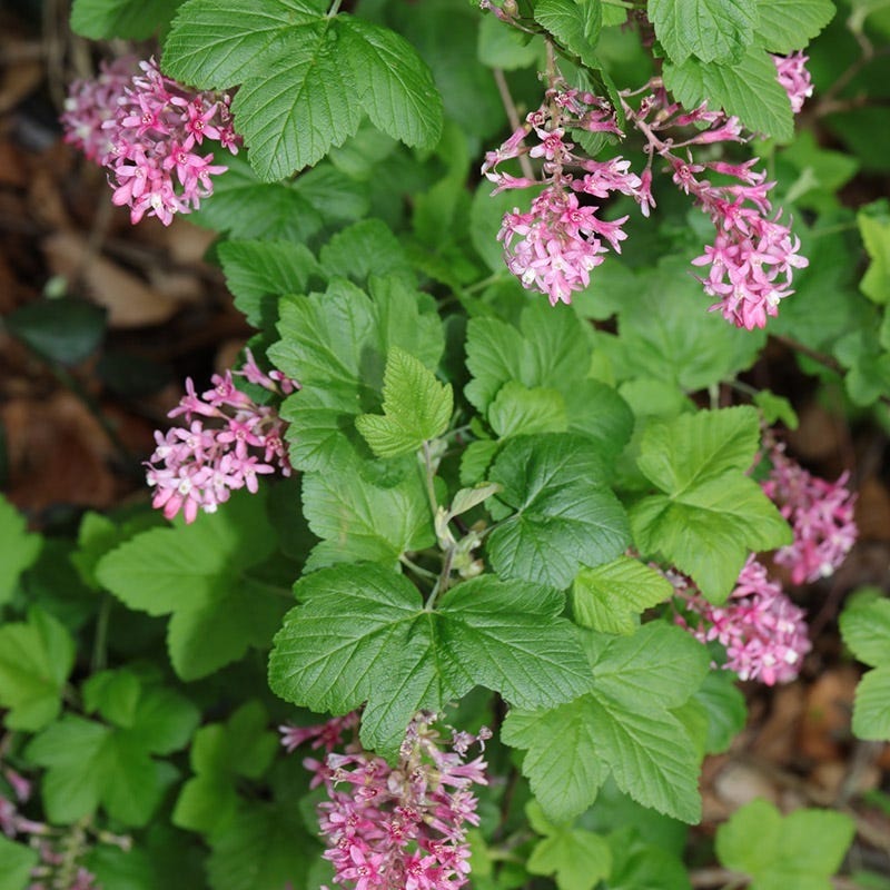 Claremont Flowering Currant (Ribes) - Image 4