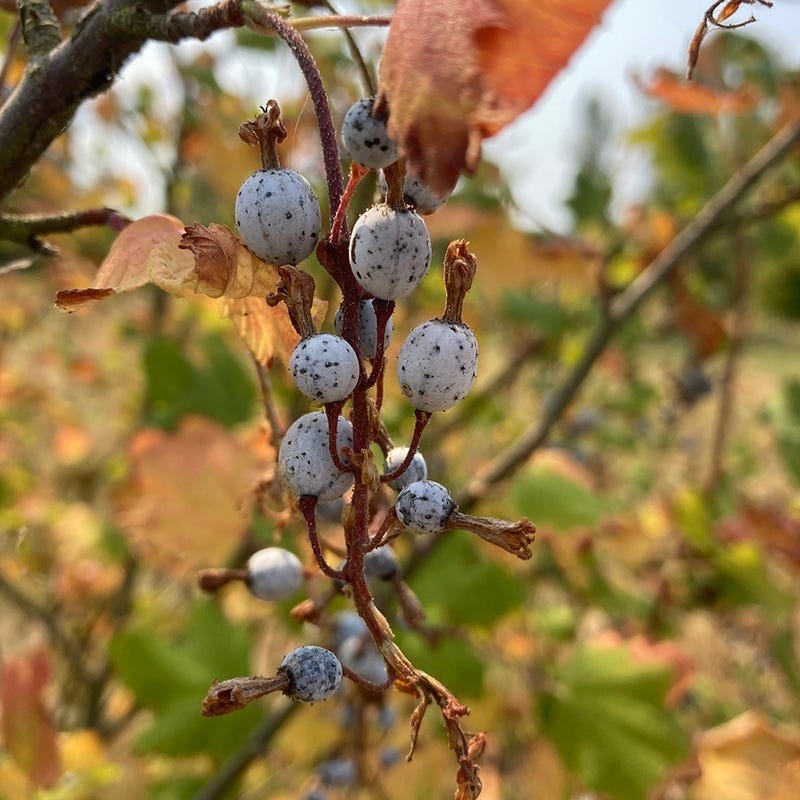 Claremont Flowering Currant (Ribes) - Image 5