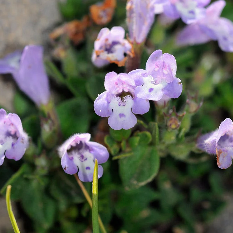 Alpine Rock Thyme (Acinos) - Image 2