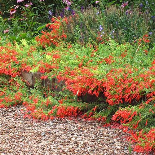 Rocky Mountain Native Pre-Planned Pocket Garden - Image 6