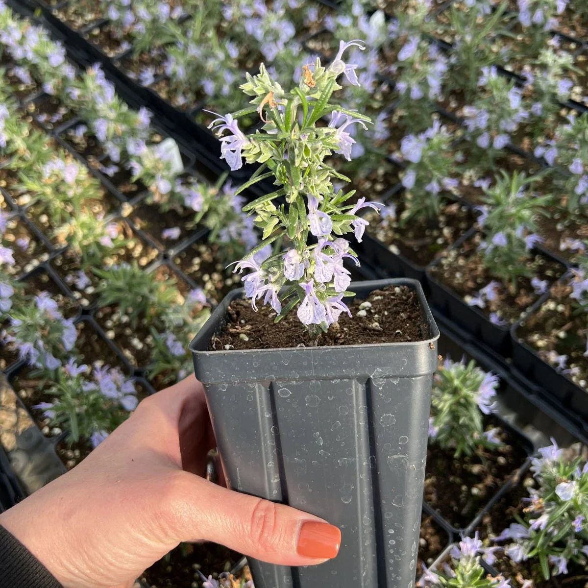 Alcalde Cold Hardy Rosemary - Image 3