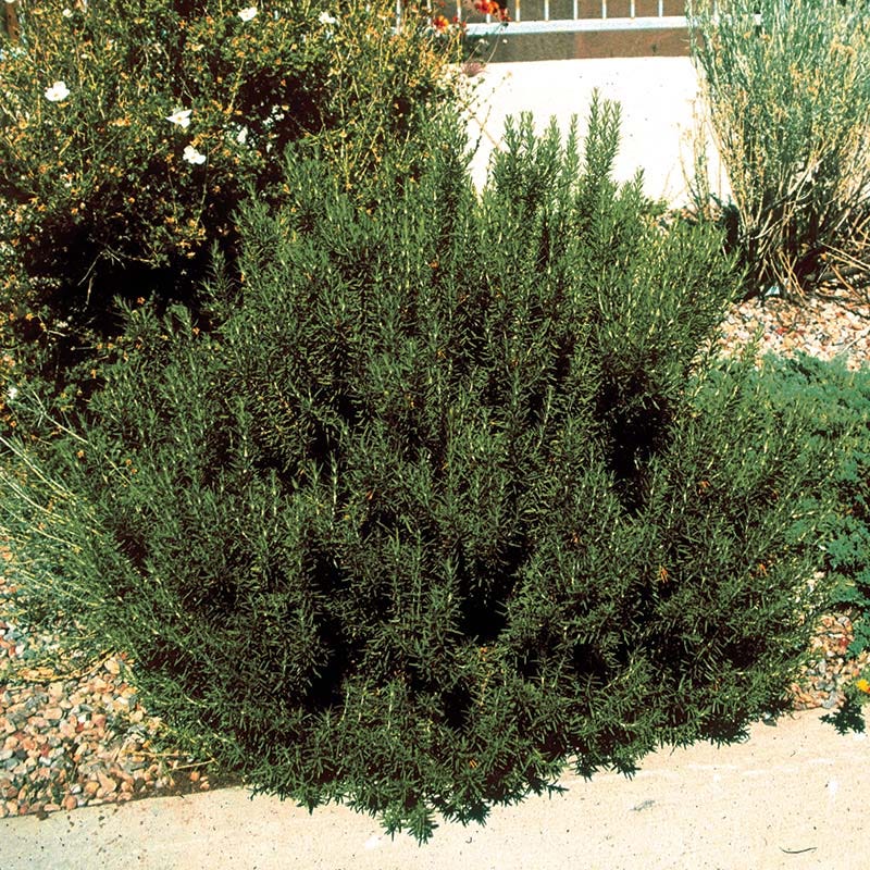 Super Arp Rosemary - Image 3