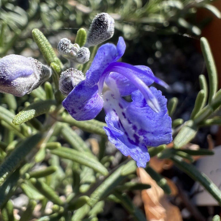 T or C Rosemary - Image 3