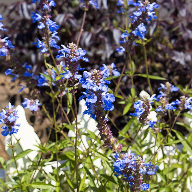 Blue Spike Salvia - Image 3