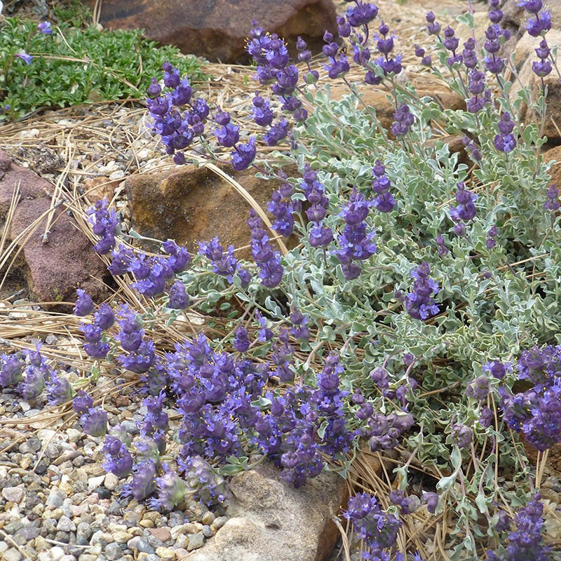Desert Purple Salvia - Image 2