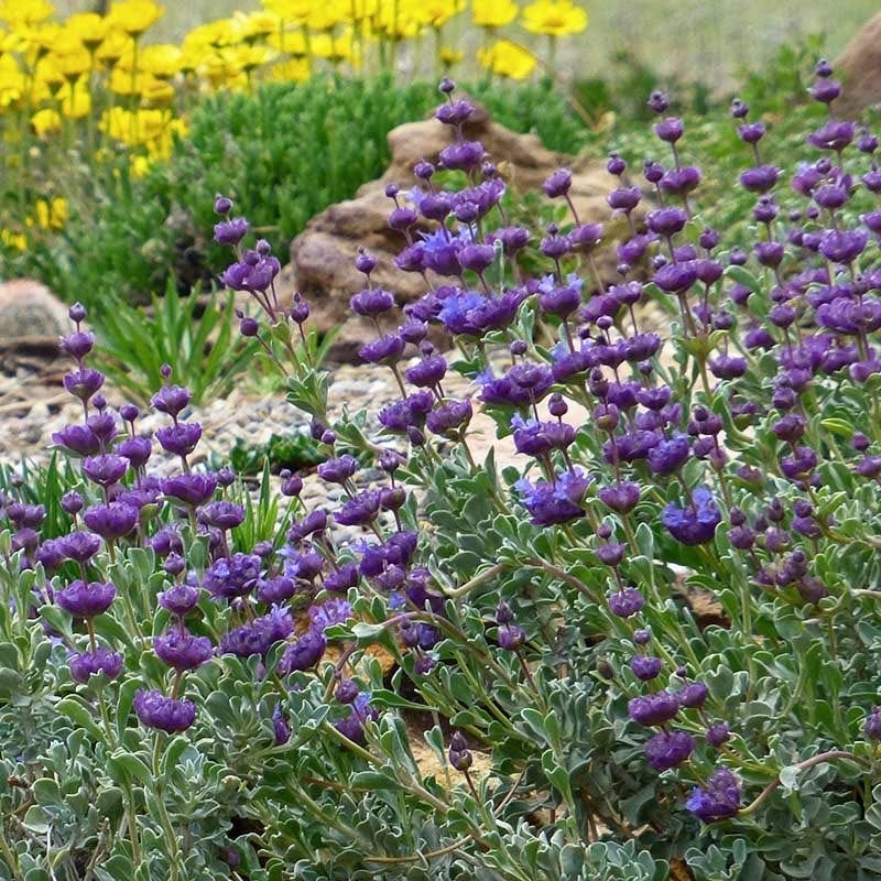 Desert Purple Salvia - Image 4