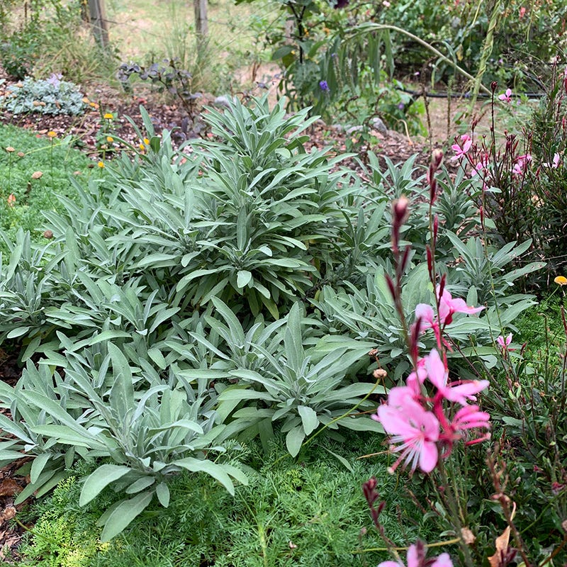 Dwarf Common Sage (Salvia) - Image 3