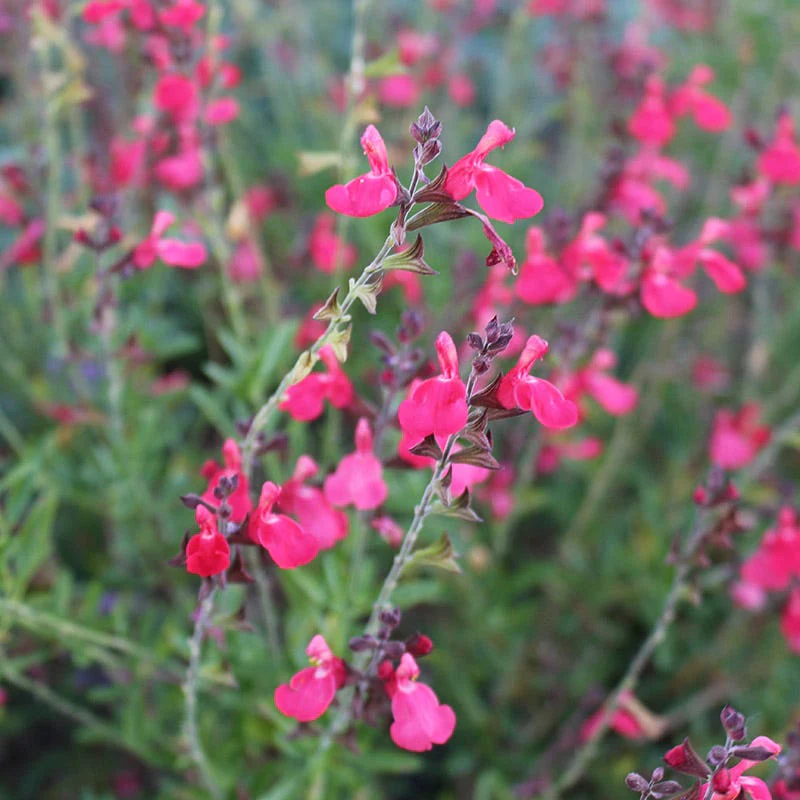 FlowerKisser® Coral-Pink Salvia - Image 2