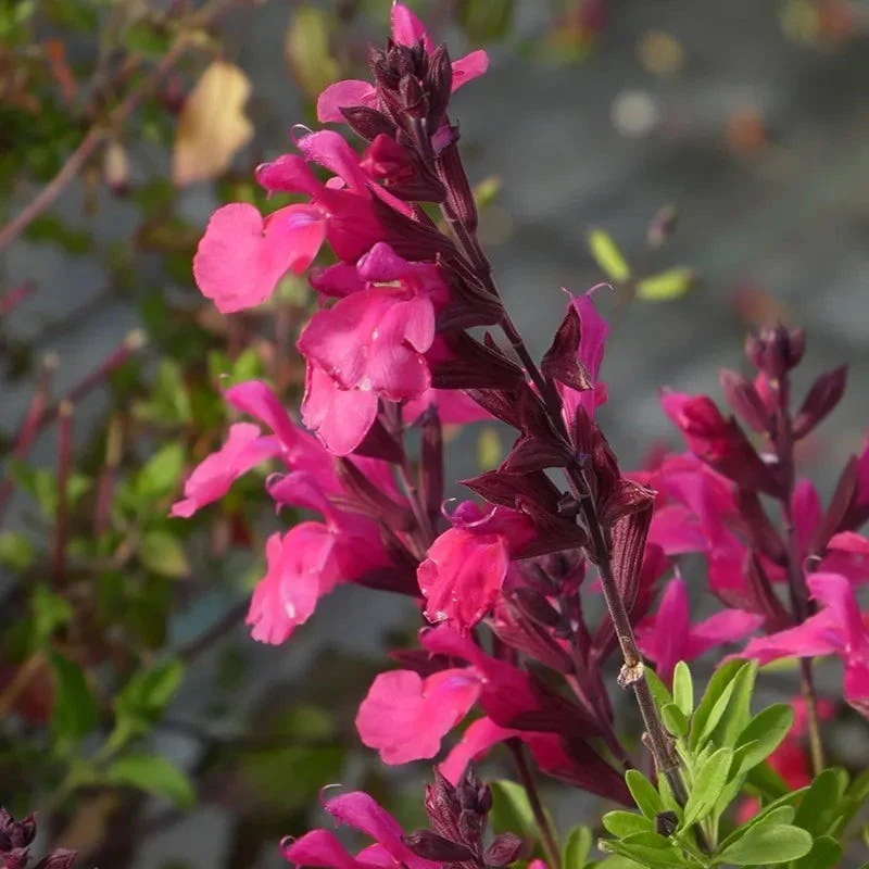 Hummingbird Attracting Collection For The West - Image 6