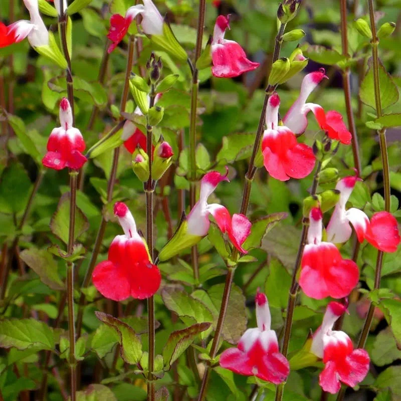 California Perennial Collection - Image 7