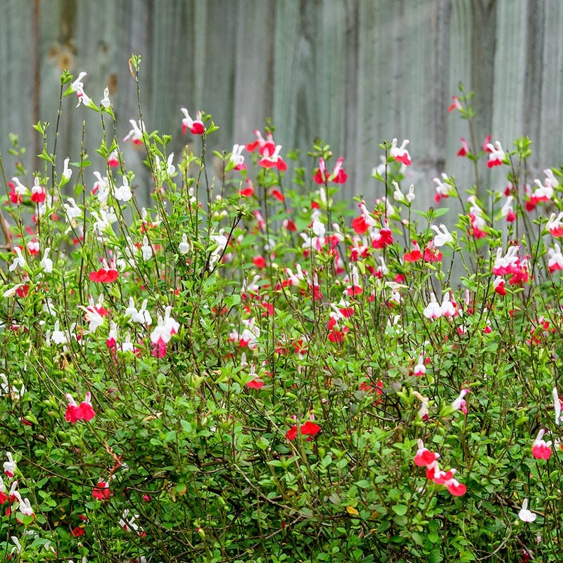 Hot Lips Salvia - Image 2