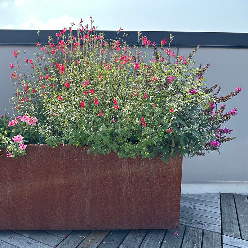 Hot Lips Salvia - Image 4