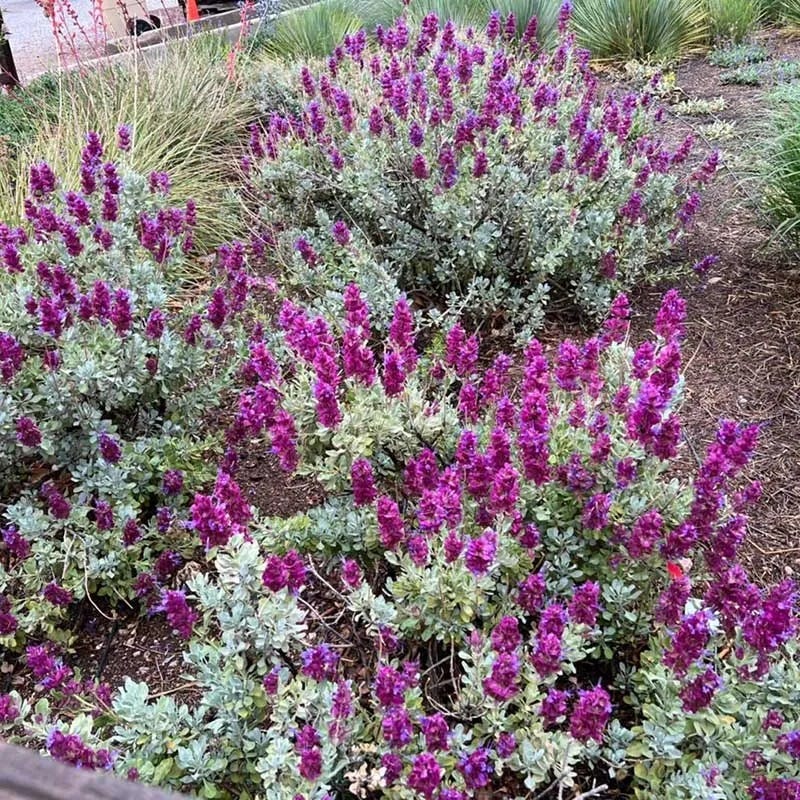 New Mexico Perennial Collection - Image 8