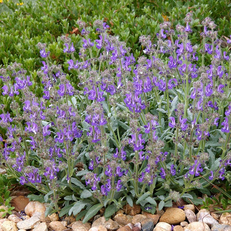 Rock Garden Collection - Image 6