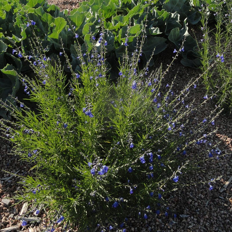 Autumn Sapphire™ Salvia - Image 3