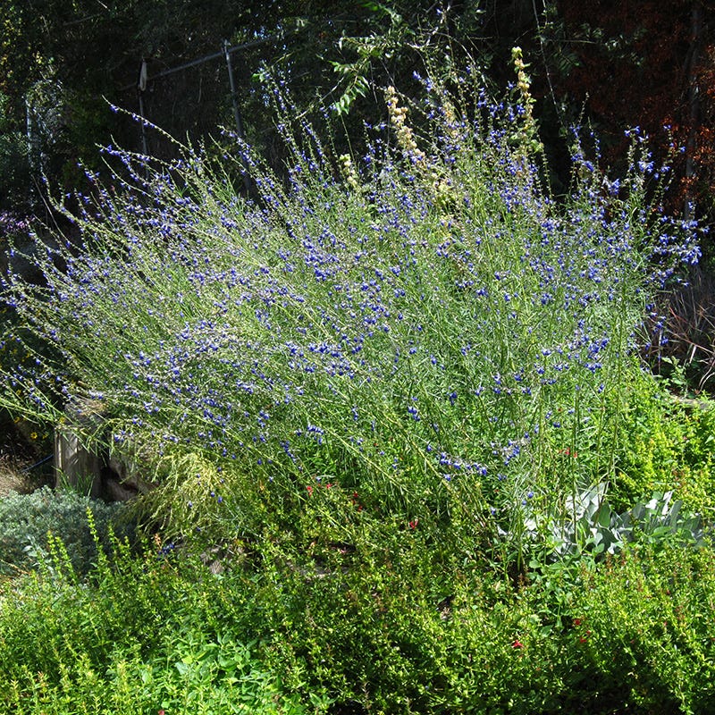 West Texas Grass Salvia - Image 2