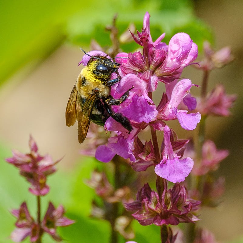 Rose Marvel Salvia - Image 2