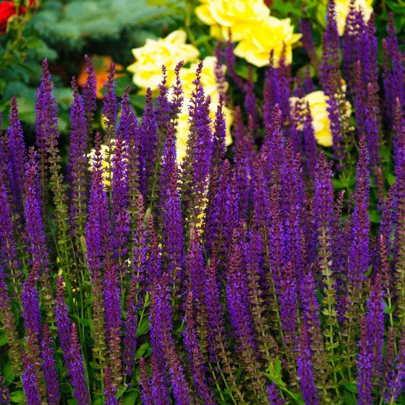 Caradonna Salvia - Image 4