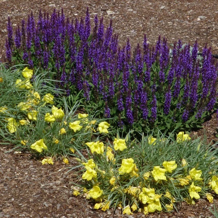 Little Night Salvia - Image 5