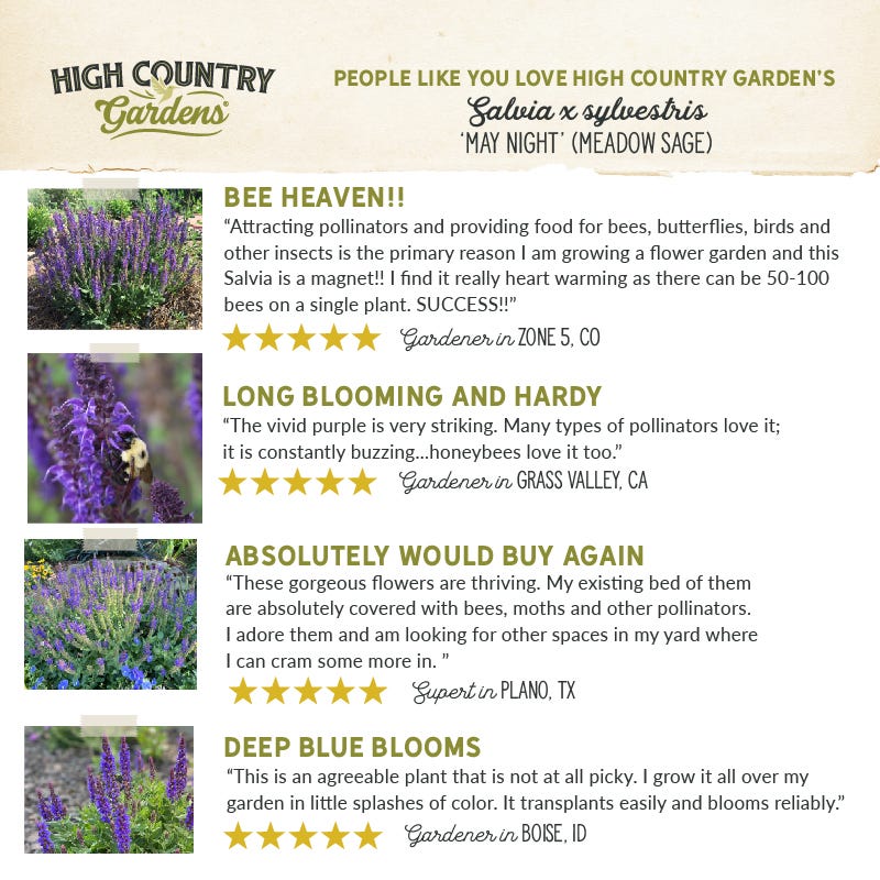 May Night Salvia - Image 6