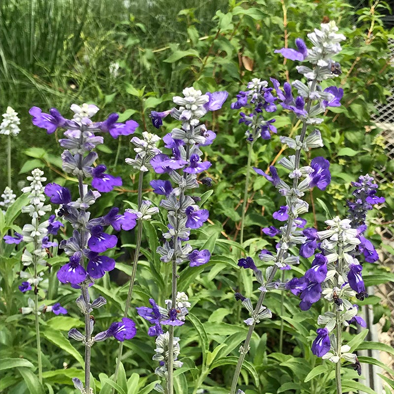 Texas Violet Salvia - Image 2
