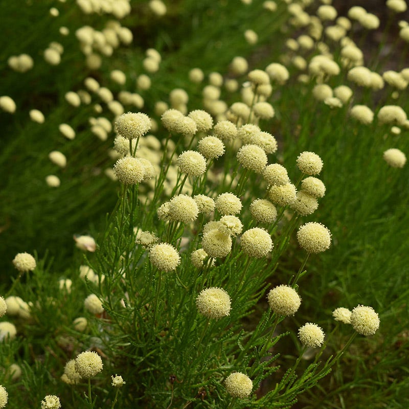 Green Santolina - Image 4