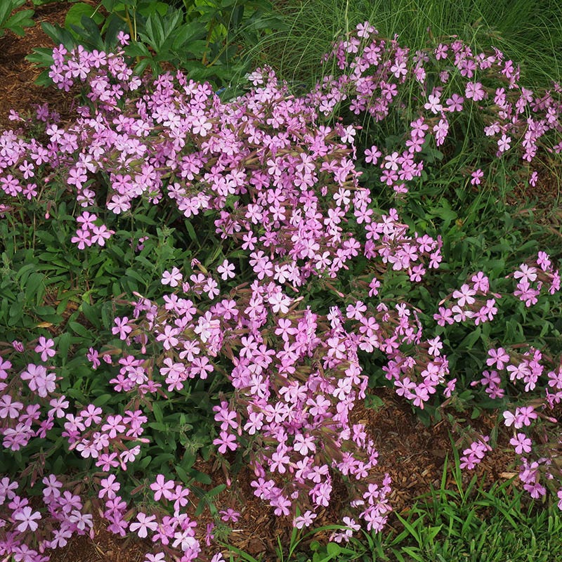 Max Frei Saponaria