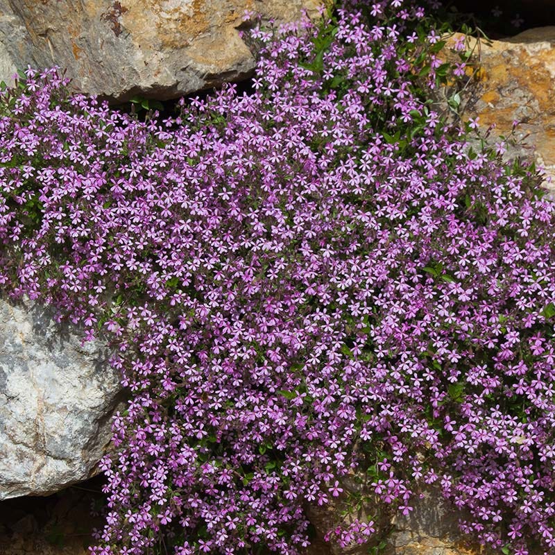 Saponaria ocymoides - Image 4