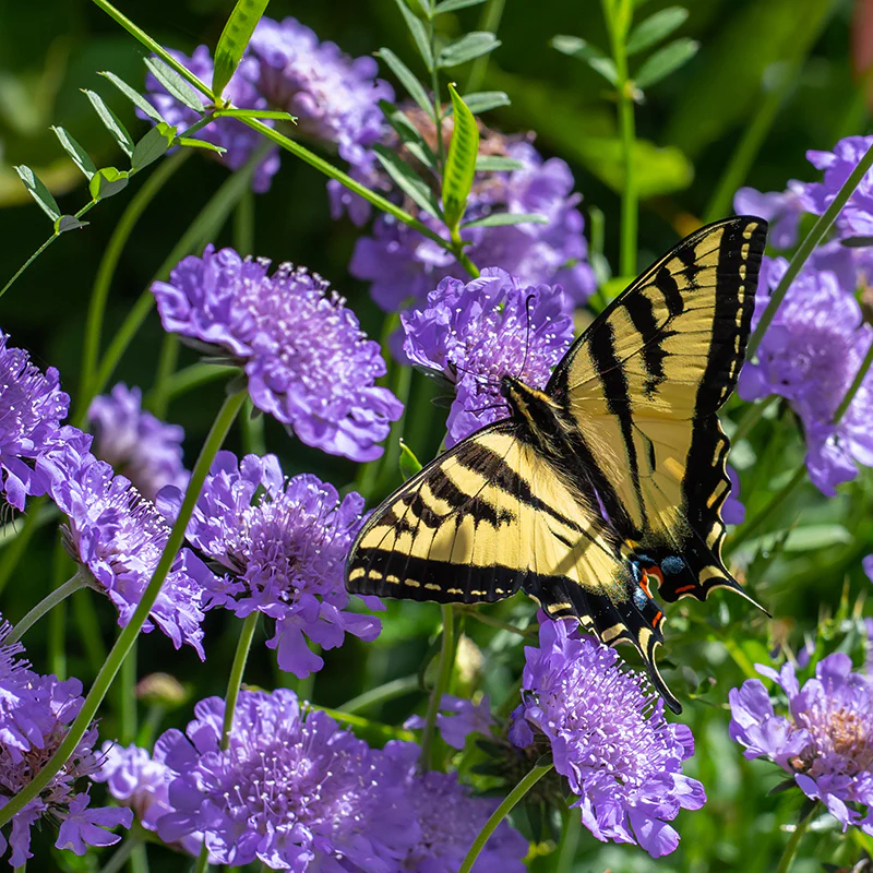 Butterfly Blue Scabiosa - Image 2