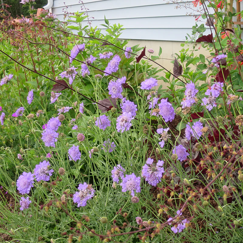 Butterfly Blue Scabiosa - Image 3