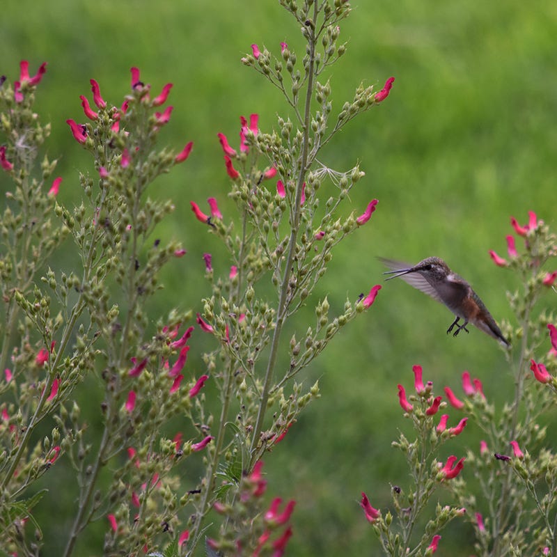 Redbirds In A Tree (Scrophularia) - Image 5