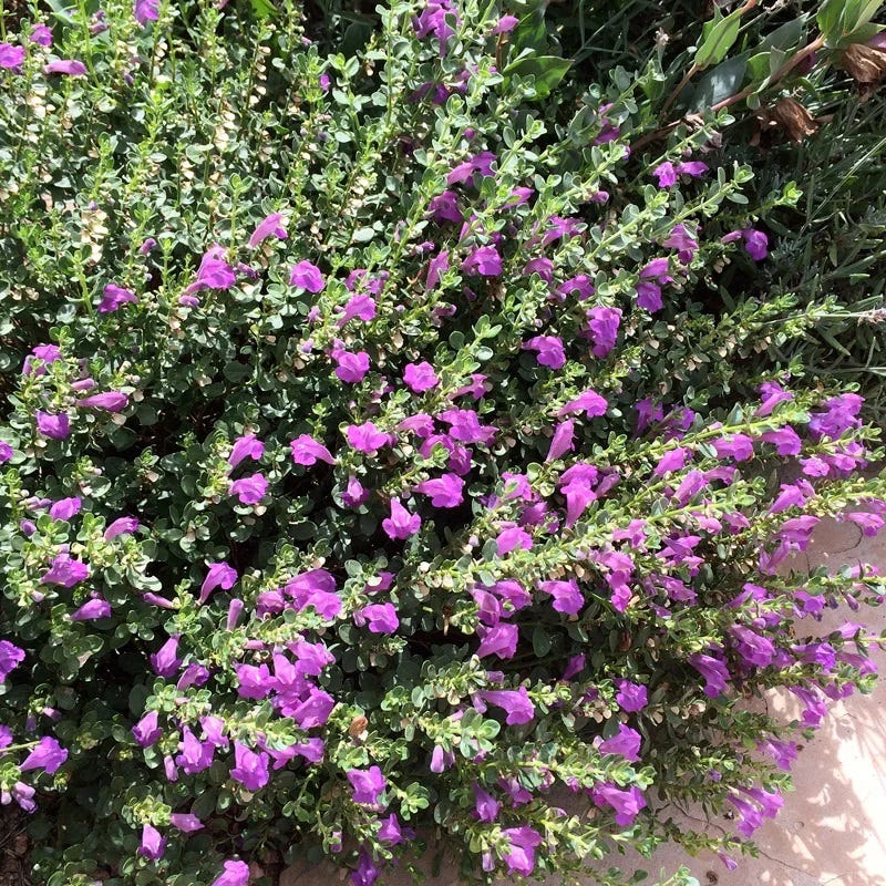 Dark Violet Skullcap (Scutellaria) - Image 2